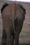 African Elephant Backside
