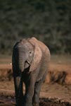 Afrikanischer Elefant beim Trinken