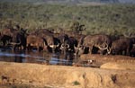 Thirsty Cape Buffalo at a waterhole