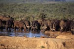 Buffalo herd at a waterhole