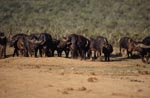 Cape buffalo on the way to the water hole