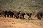 Cape Buffalo examine the situation