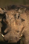 Warthog portrait