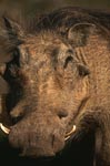 Impressive warthog portrait