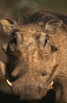 Character head warthog