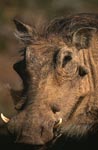 Warthog in Addo Elephant Park