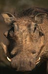 Bizarre warthog head