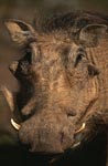 Warthog or common warthog 