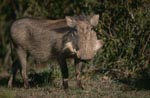 Warthog probed the situation