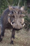 Rustic-looking warthog