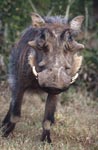 Impressive warthog