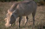 Warthog looks for grass