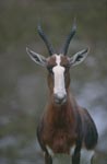 Face to face with the The Bontebok 