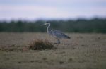 Young Black-headed Heron on the field