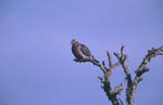 Cape Turtle Dove on a tree