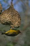 Cape Weaver has almost finished its nest