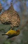 Cape Weaver is busy at the nest