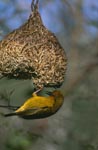 Cape Weaver with his finished nest