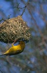 Cape Weaver at the nest
