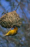 Cape Weaver checks his nest
