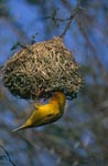 Male Cape Weaver in the artful nest building