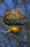 Cape Weaver hangs under its nest