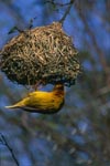 Cape Weaver building a nest