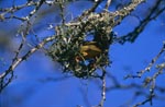 Cape weaver bird begins to build a nest