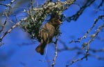 Cape Weaver at nest building, initial phase