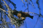 Cape weaver begins to build a nest