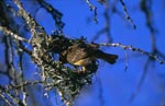 Cape Weaver builds a new nest