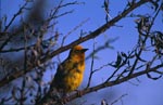 Cape Weaver Bird on a branch