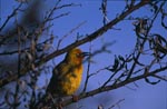 Cape Weaver Bird on a tree