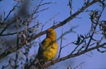 Cape Weaver in the branches