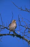 Cape Weaver plans its nest