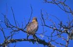Cape Weaver birds against the blue sky