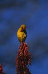 Cape Weaver with a top spot