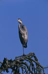 Black-heaed Heron on the tree