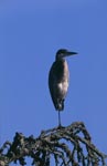 Black-headed Heron observed his surroundings