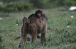 Yellow Baboon with baby at the back