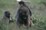 Savanna Baboon with two young animals