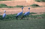 Blue Crane in open field
