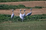 Blue Cranes on farm ground