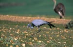 Blue Crane is looking for food