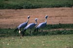 Blue Cranes on the field