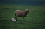 Merino sheep 