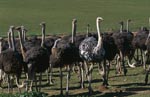 Ostrichs (Struthio camelus australis)