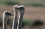 Ostrich Meeting (Struthio camelus australis)