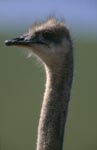 Typical and unmistakable: Ostrich