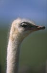 Portrait of an ostrich